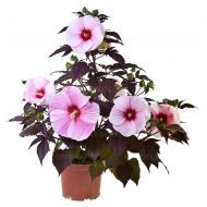 Hibiskus bagienny 'Starry Night' 1l (Hibiscus moscheutos) - hibiscus-starry-starry-night_2[1].jpg